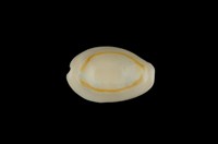 藏品(金環寶螺)的圖片